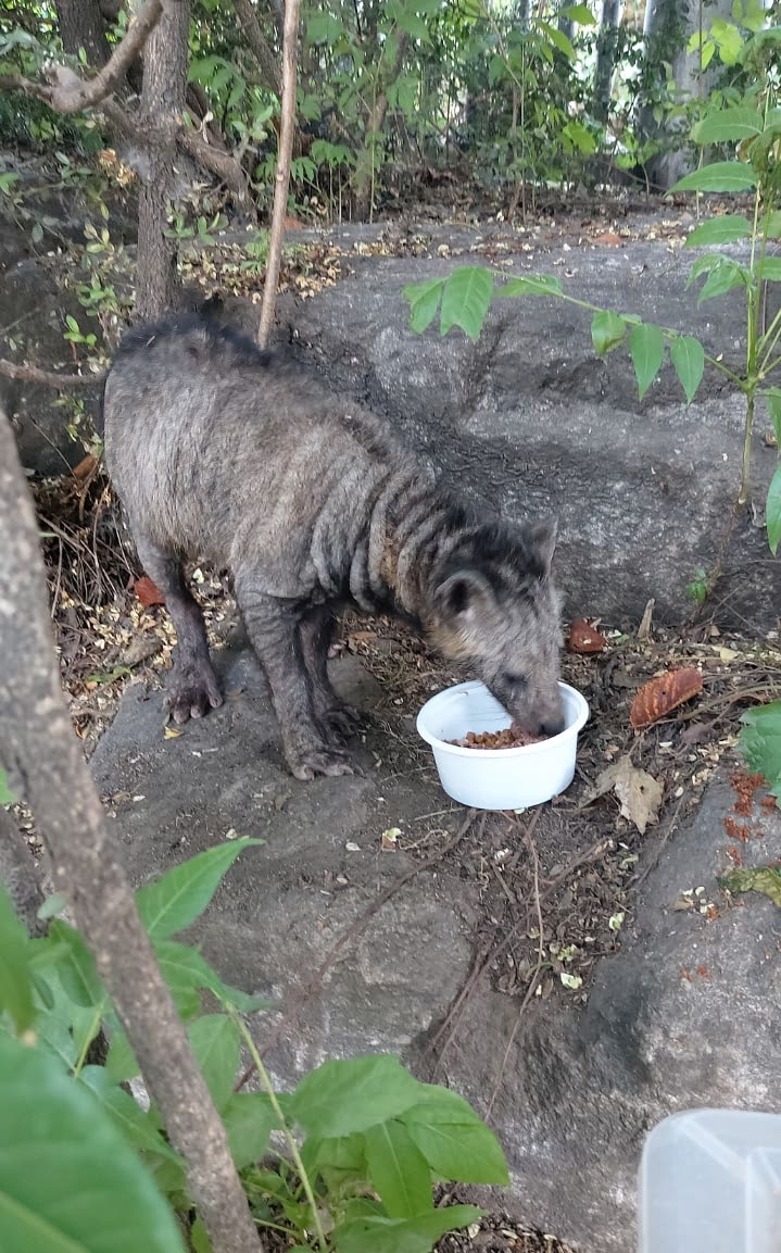 캣맘이 준 고양이 사료를 뺏어 먹는 너구리