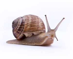 초보자도 키우기 쉬운 애완동물 10가지