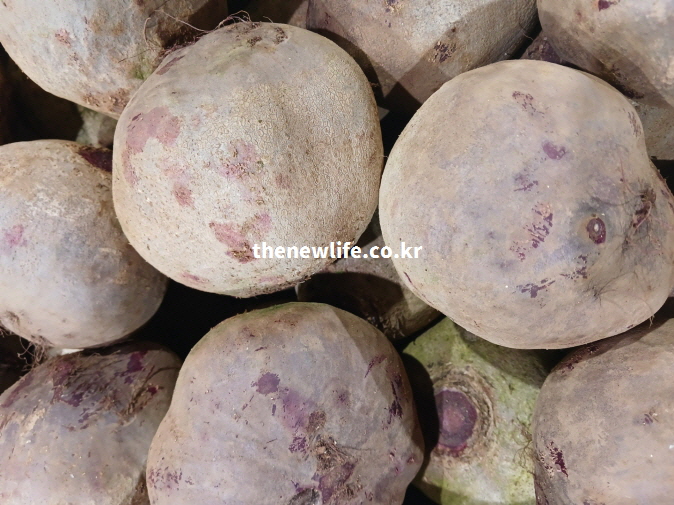 영양성분이 풍부한 비트 뿌리 실물 사진으로 비트 효능의 원재료 상태를 보여주는 이미지