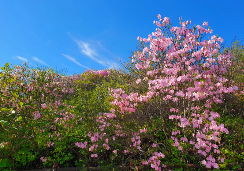 소백산 철쭉 개화시기
