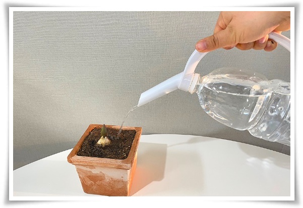 "튤립" 매력적인 봄의 대표적인 꽃, 튤립의 매력!