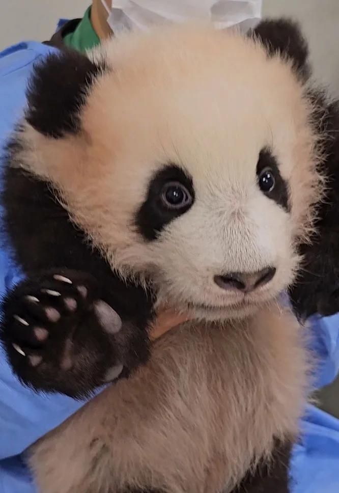 푸바오와 할부지 - 후이바오