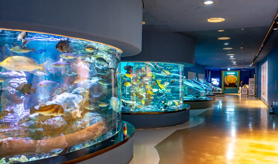 제주 동쪽 가볼만한곳 (아쿠아플라넷 제주)