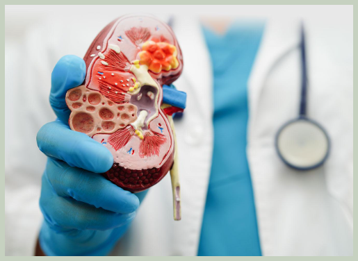 콩팥이 안 좋아지는 이유