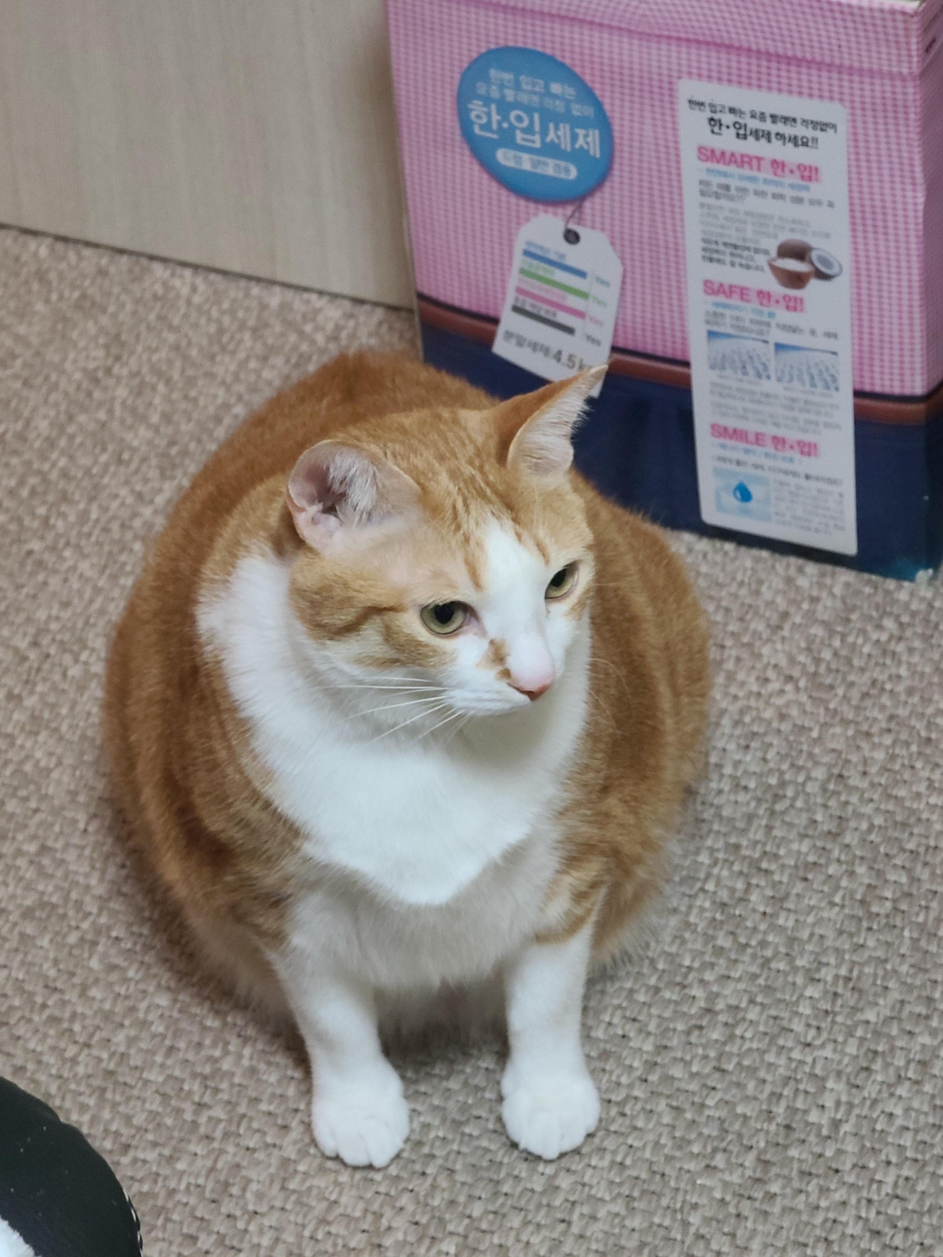 고양이 화장실 모래 전체갈이.