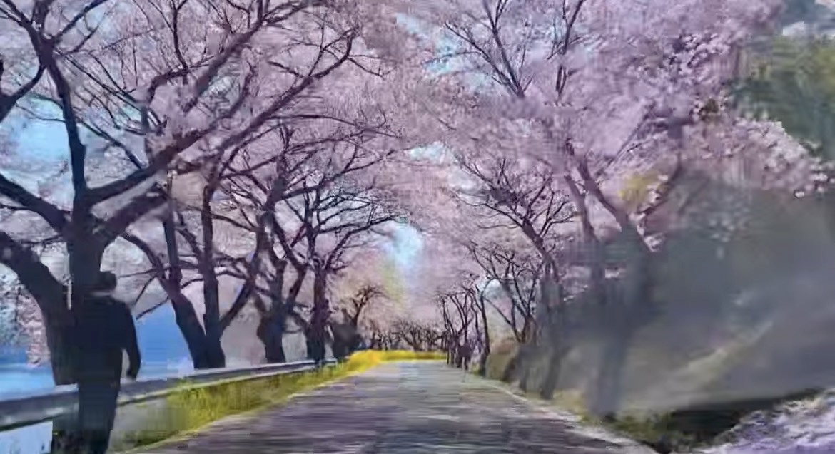 올봄 SNS 난리 난 거창 병곡마을 외 전국 벚꽃 명소 BEST 7 관련사진