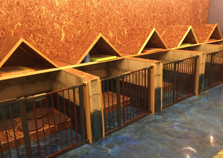  비숲 정보 안내