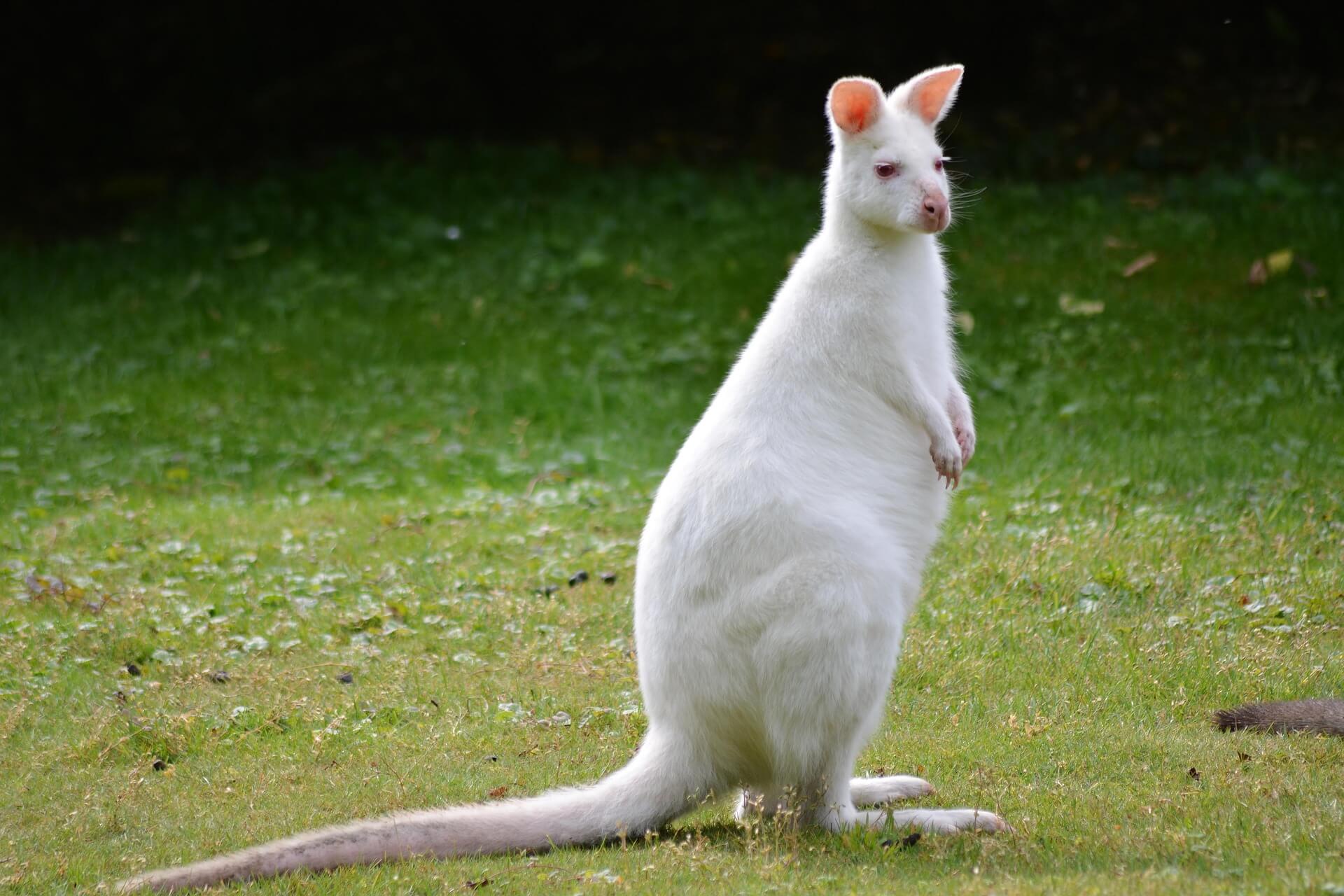 멸종위기 동식물 희귀종, 사라지기 전에 알아야 할 관찰과 보호법