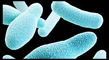 셀티바 신프리바이오틱스