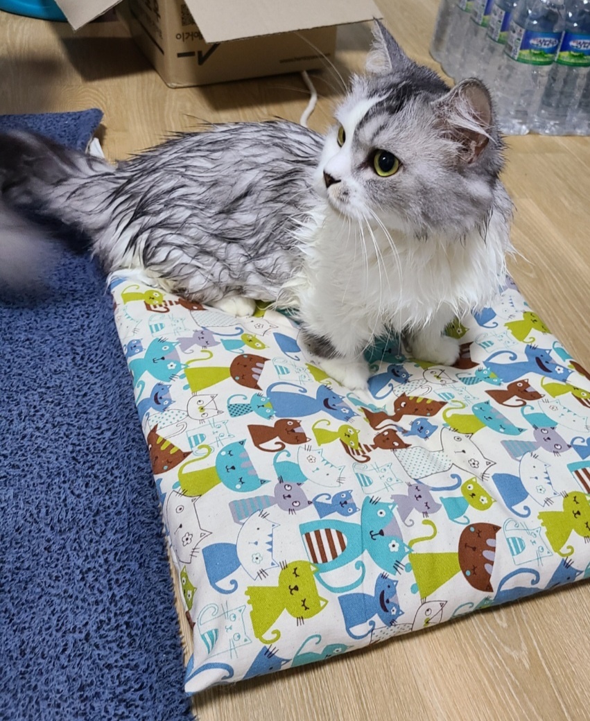 헨로포우 고양이 샤워장갑 사용 후 고양이 먼치킨숏레그