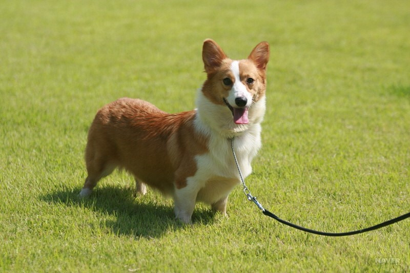 ▲ 강아지 종류 및 품종별 특징 총정리: 나에게 맞는 반려견 고르는 법 (사진 : 네이버 지식백과)