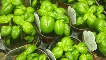 바질 재배 실내 재배 가지 치기 잎 수확_32