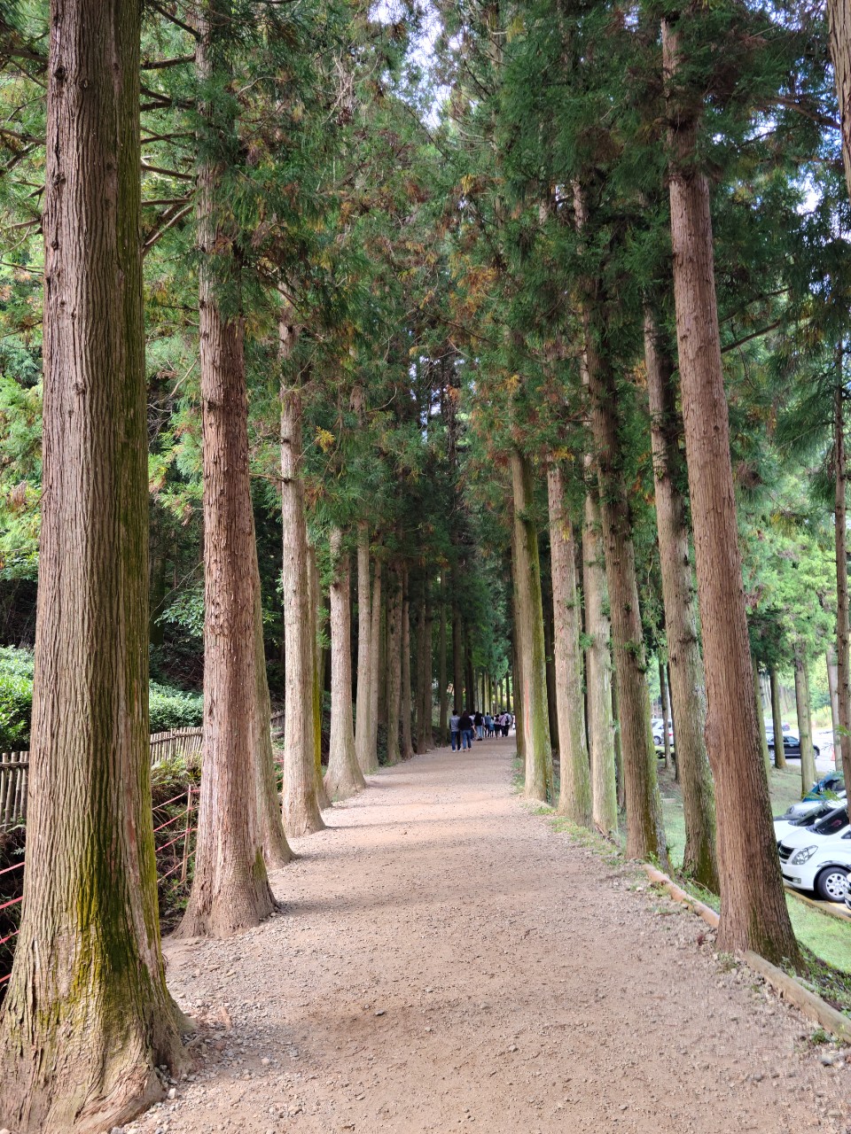 보성가볼만한곳