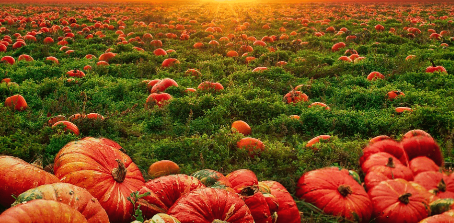 늙은호박 사진 - 20