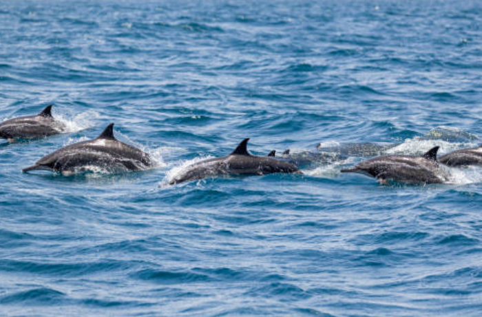 돌고래의 부모와 자식의 꿈