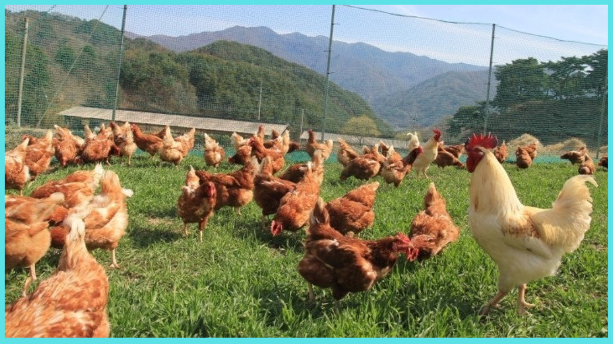 방사 사육 환경에서 자라는 닭, 유정란과 난각번호 1번 계란 생산