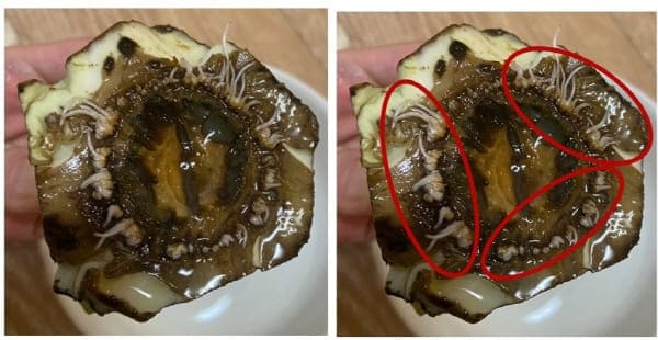 뿌리가나온-양배추