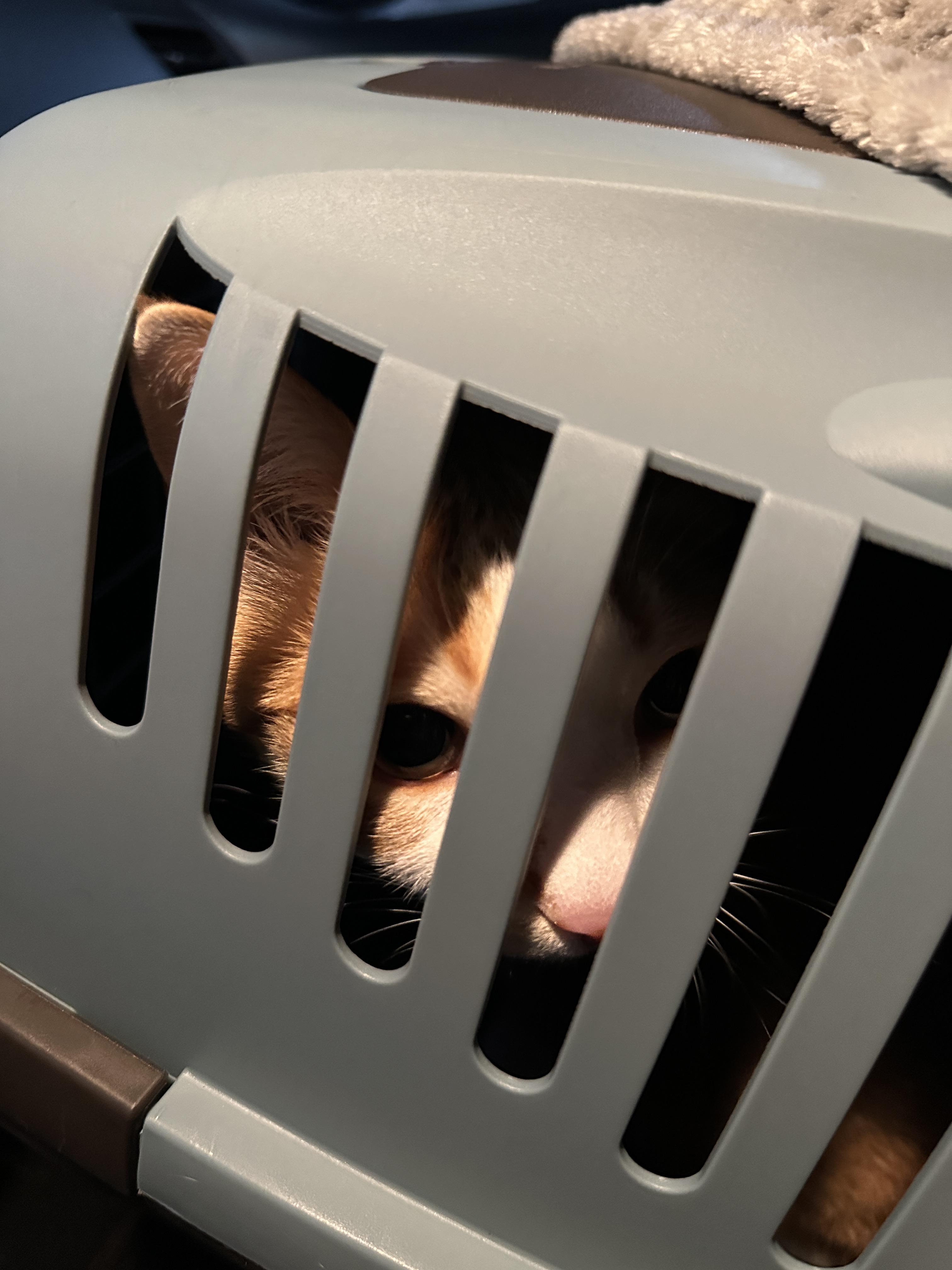 병원에_가는_차안_호야