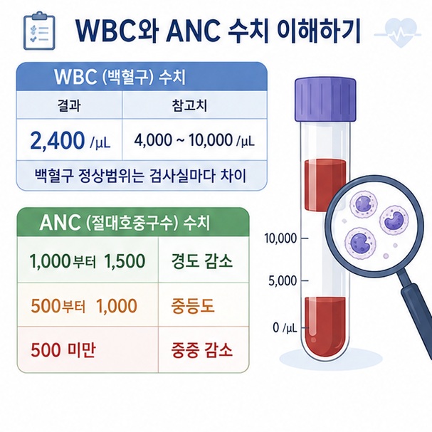 백혈구 총수치뿐 아니라 절대호중구수 ANC가 감염 위험 판단에 중요하며 수치가 낮아질수록 감염 위험이 커질 수 있음을 보여 주는 그림