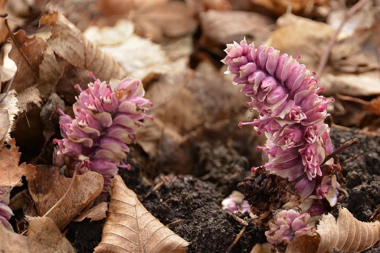 차전자피의 효능 먹는법 부작용