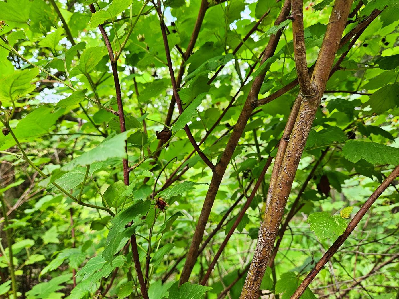 산딸기 Wild Strawberries