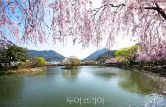 봄꽃 여행지 베스트10 벚꽃 유채 튤립 명소와 걷기 좋은 코스_7