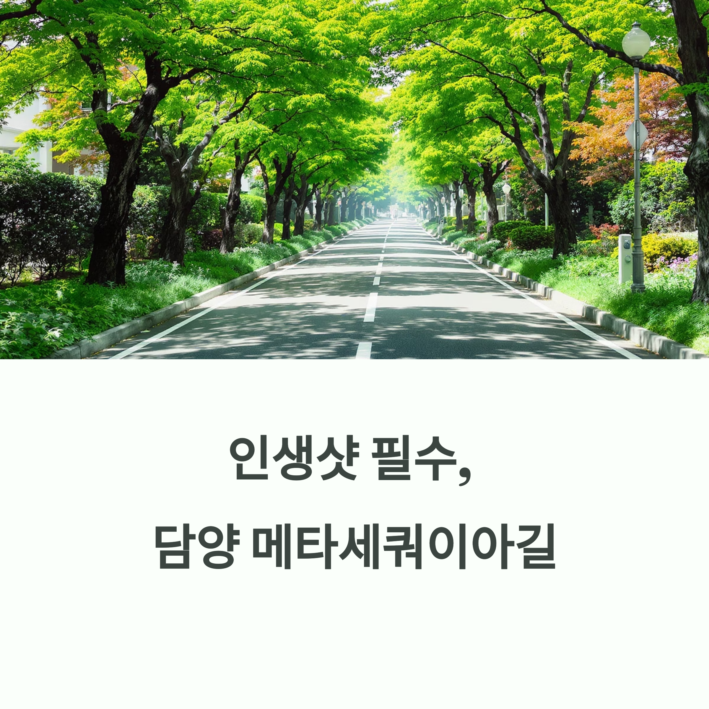 담양메타세쿼이아길