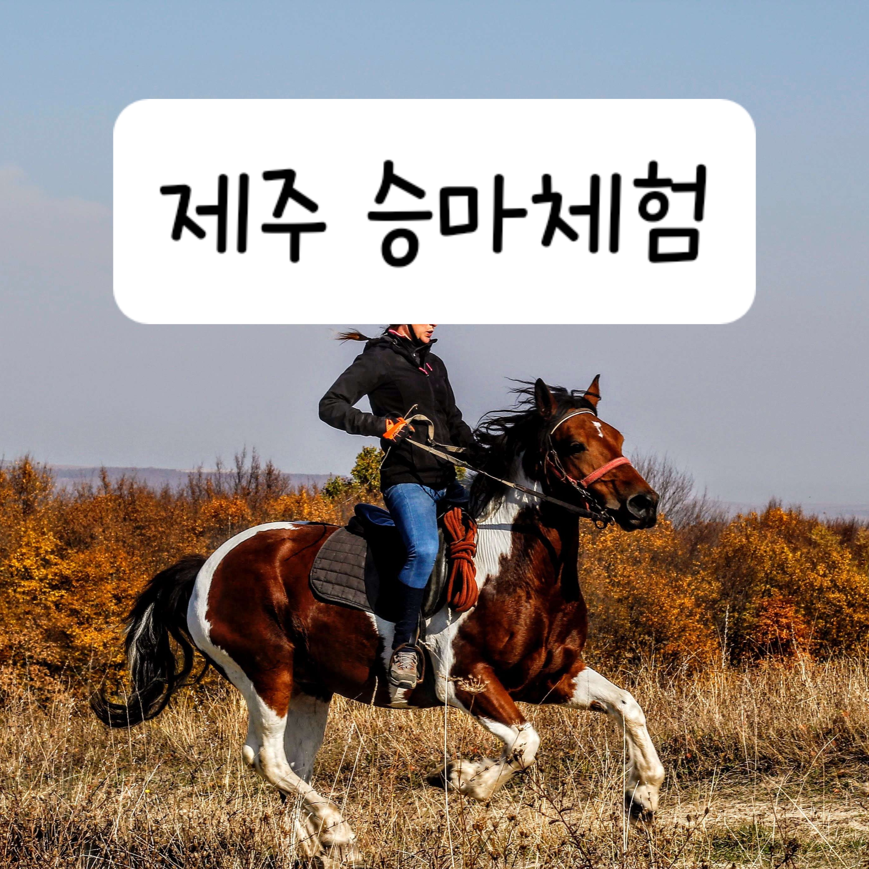 제주 승마체험