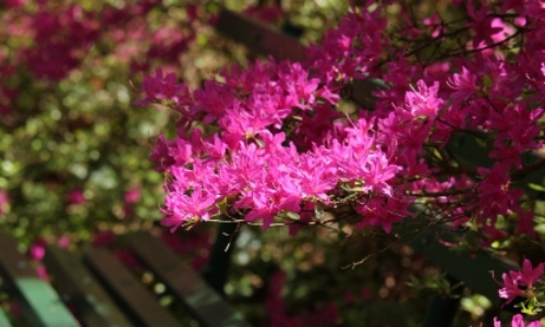 군포 철쭉축제 초대가수