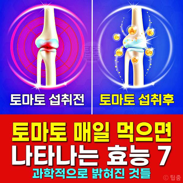 토마토효능 토마토 매일 먹으면