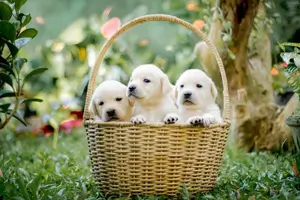 반려동물 강아지 사진