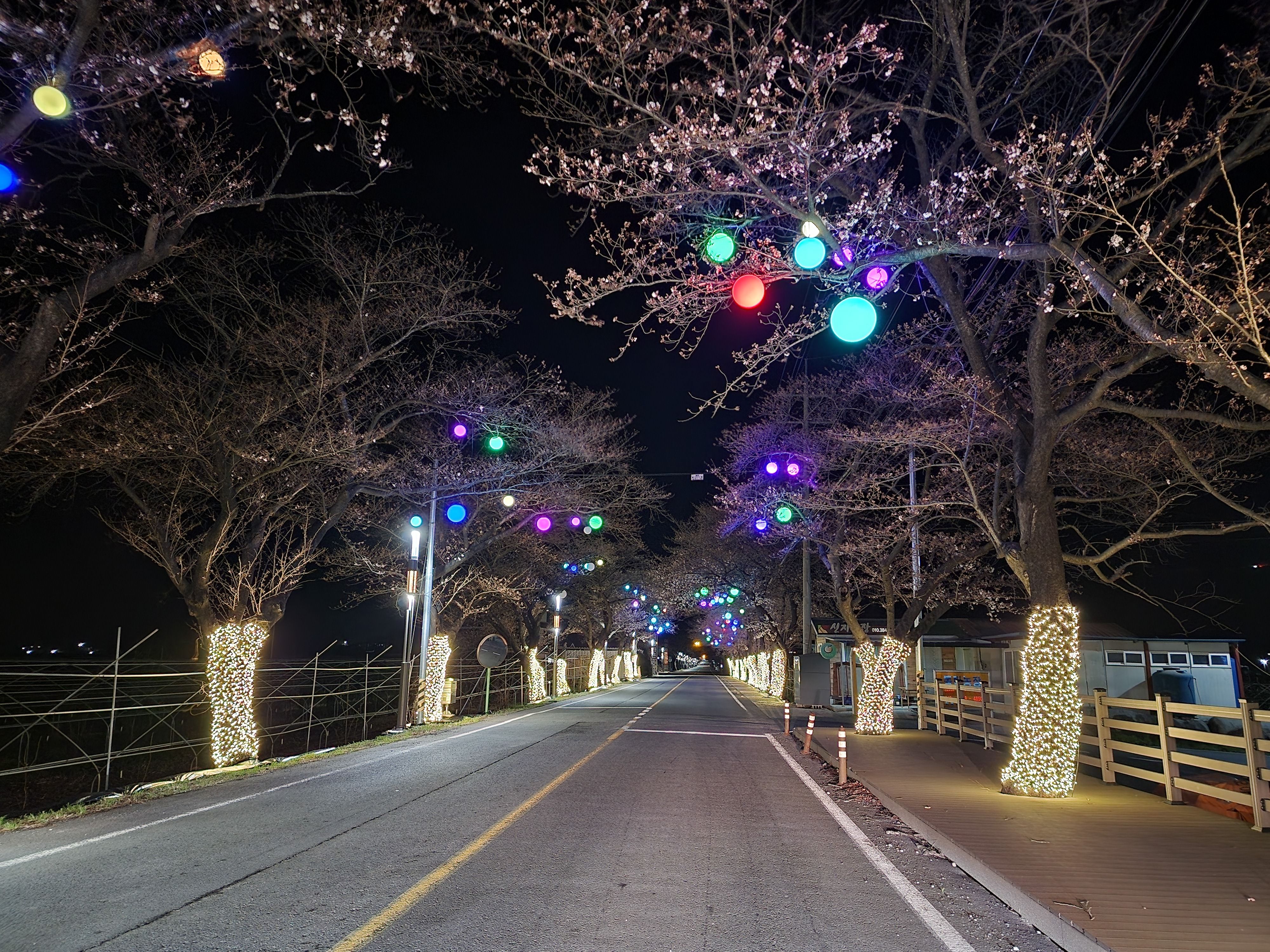 벚꽃에 달린 색색깔깔조명