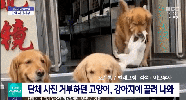 움짤