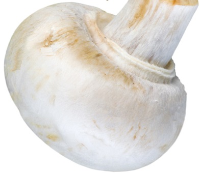 picture of a mushroom