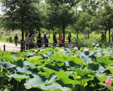 세미원 연꽃축제