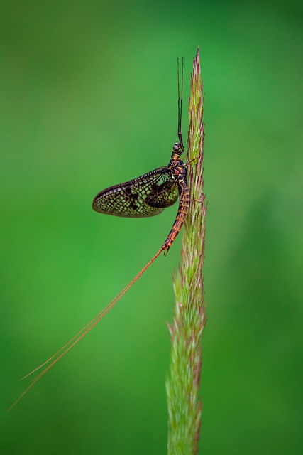 하루살이 날벌레 퇴치법/없애는 방법