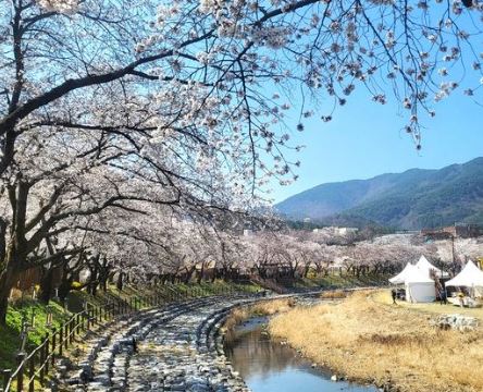 충주 벚꽃
