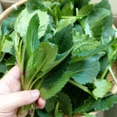 쑥부쟁이 나물 효능