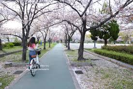 2025 오사카벚꽃여행-사쿠라노미야공원 -하이킹