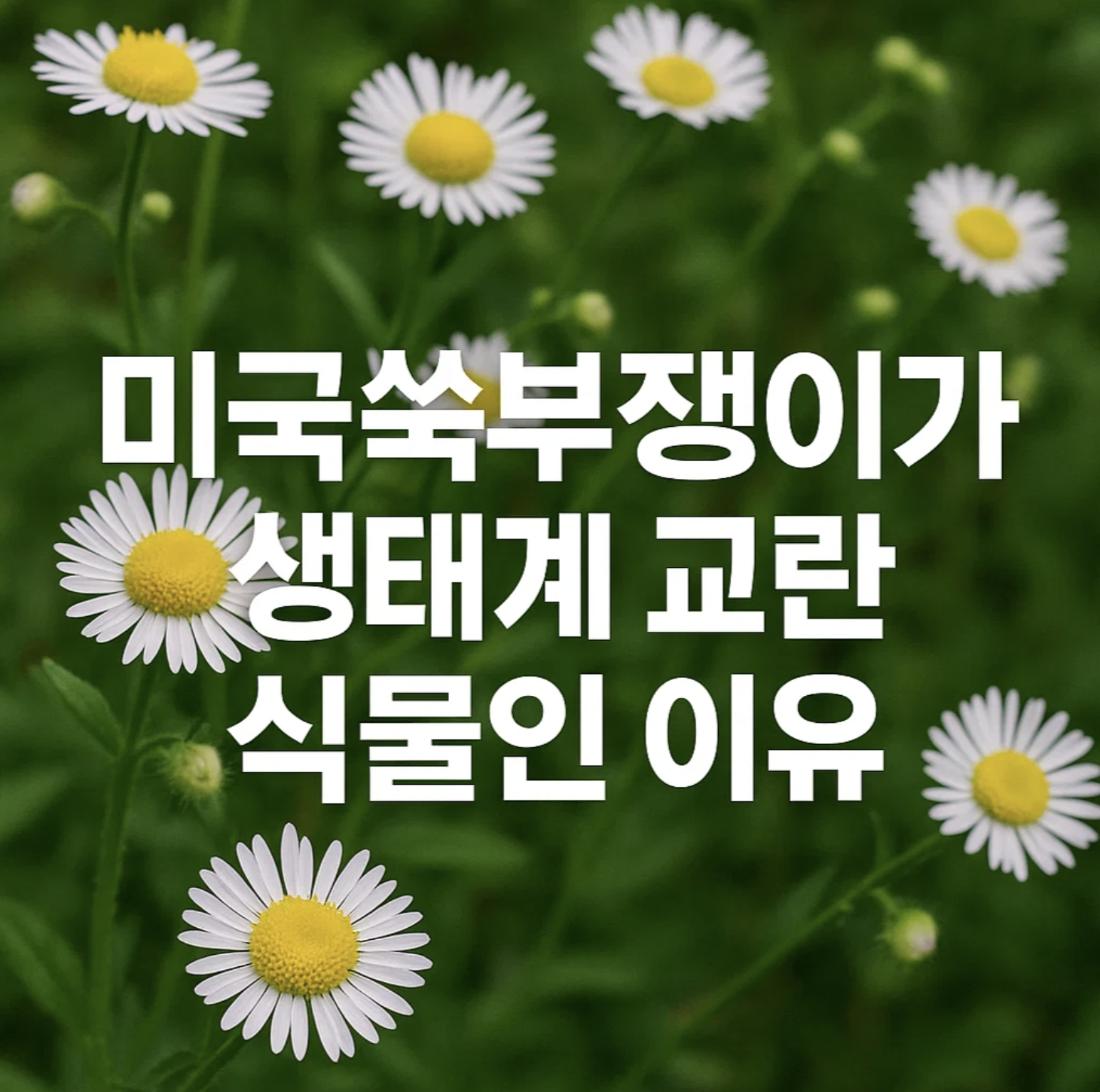 미국쑥부쟁이가 생태계 교란 식물인 이유