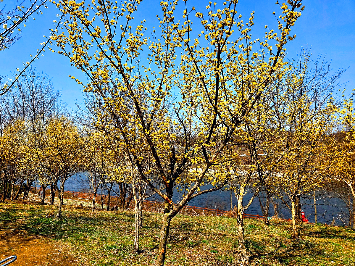 2025년 경인 아라뱃길 매화동산&amp;#44; 인천 매화마을: 주차&amp;#44; 먹거리