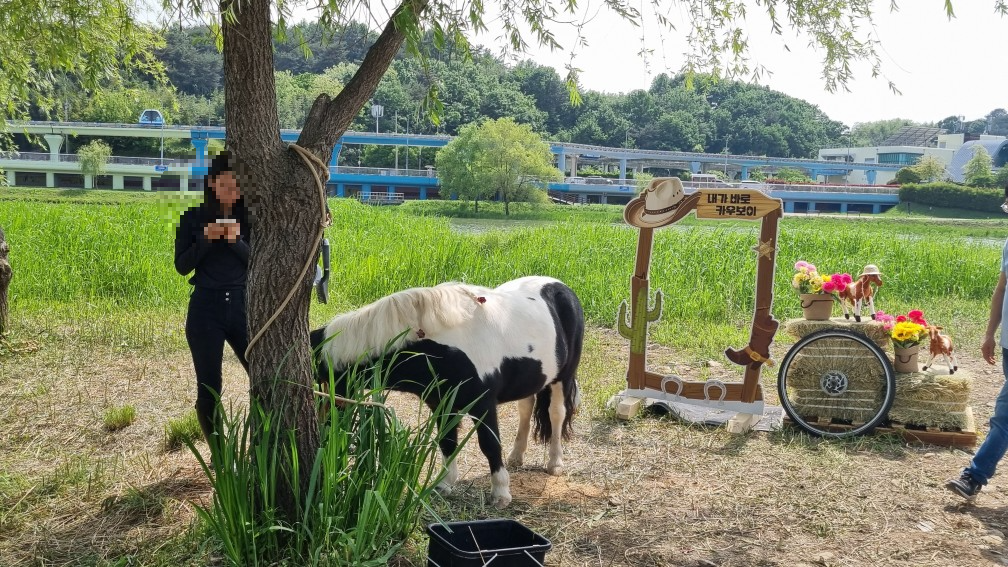 순천만국가정원 미니말 체험