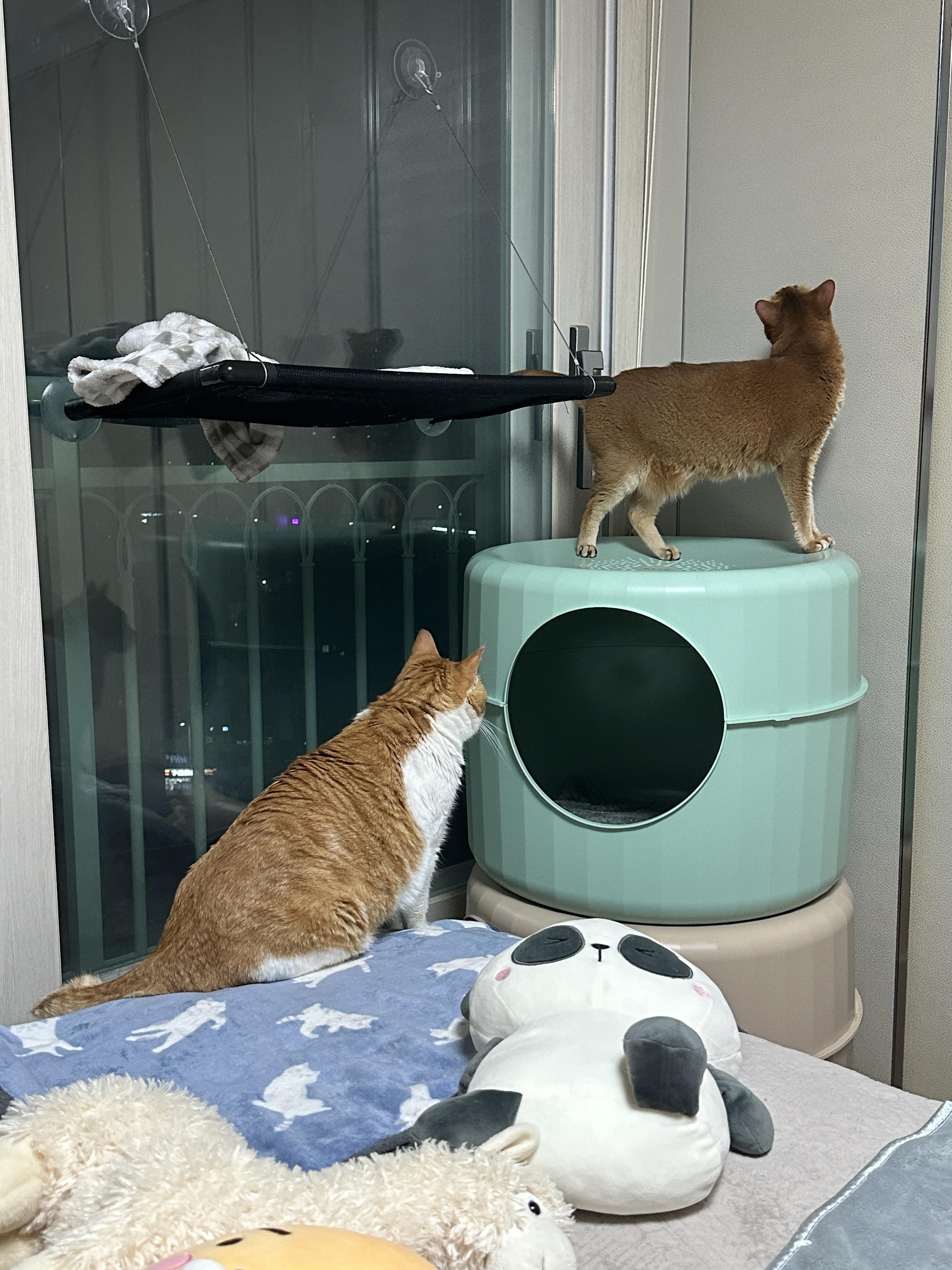 루나땜에_하우스_안으로_들어가지_못하고_입구에_앉아_있는_막둥이