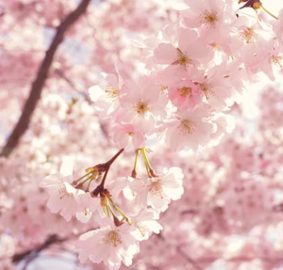 서울 벚꽃 개화시기 2025