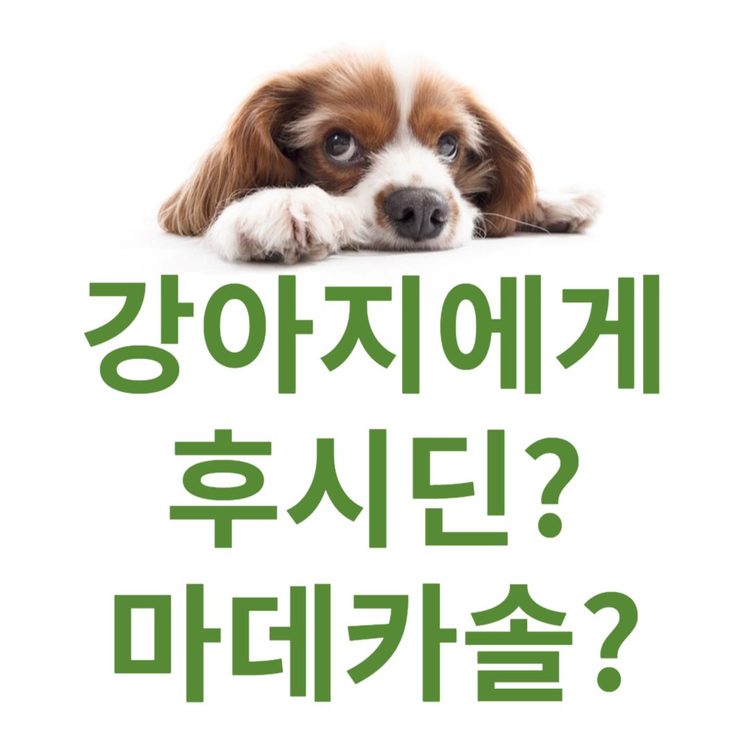 강아지후시딘