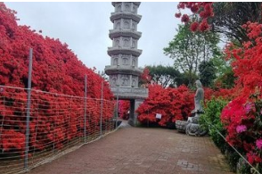 서부해당화축제