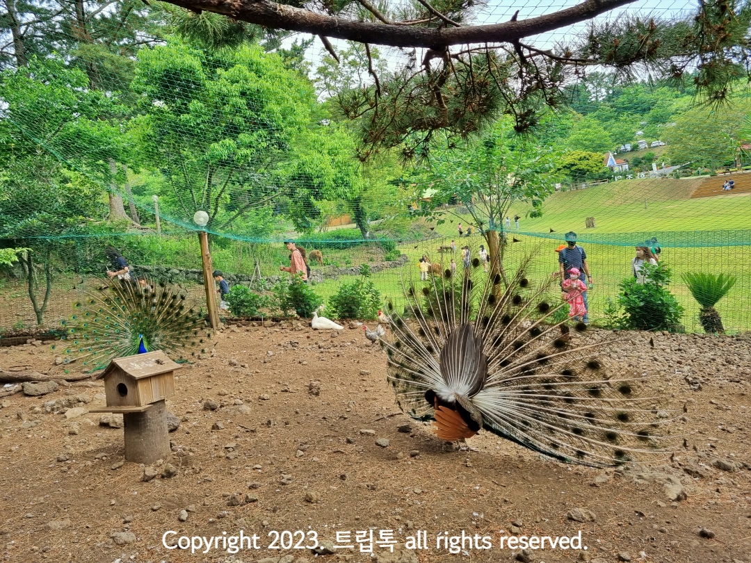 두 마리의 공작이 꼬리 날개를 활짝 펼치고 있다