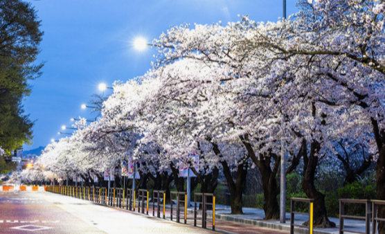 벚꽃 개화시기 2025