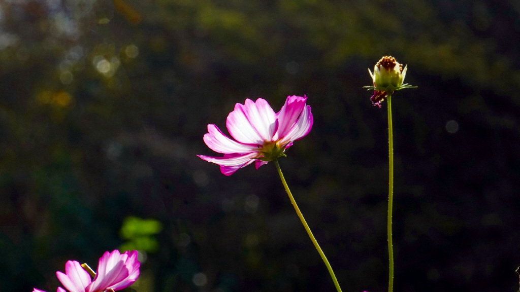 img.jpg?credential=yqXZFxpELC7KVnFOS48yl