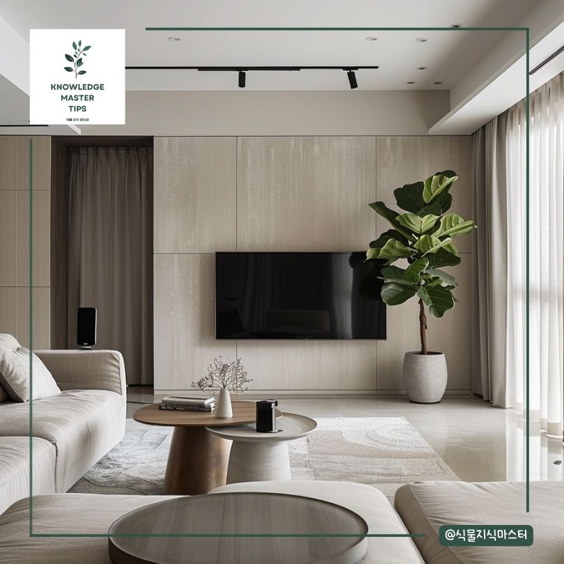 거실대형식물, 떡갈잎고무나무